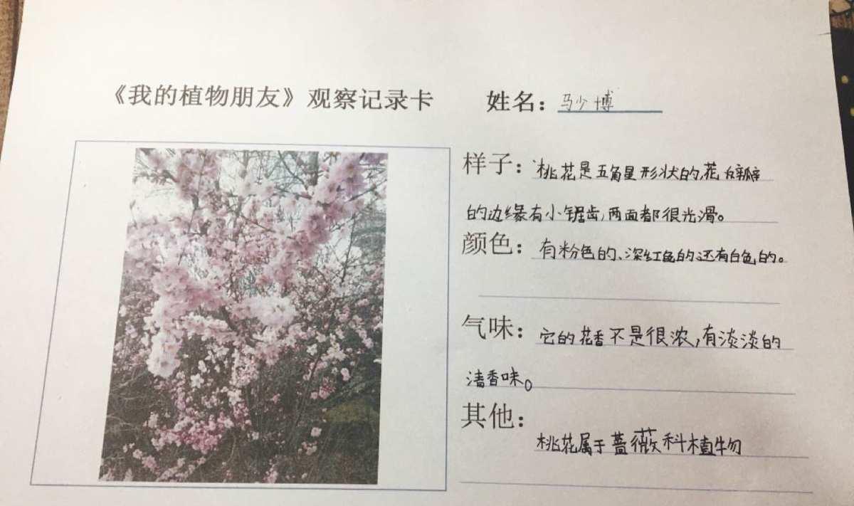 花园战争：除了试练，还有其他获取方式！