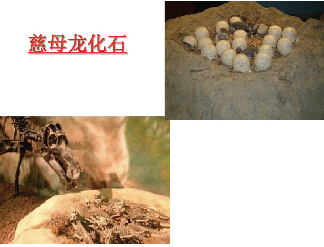 免费的恐龙蛋游戏_单机游戏恐龙蛋手机版_恐龙蛋手游