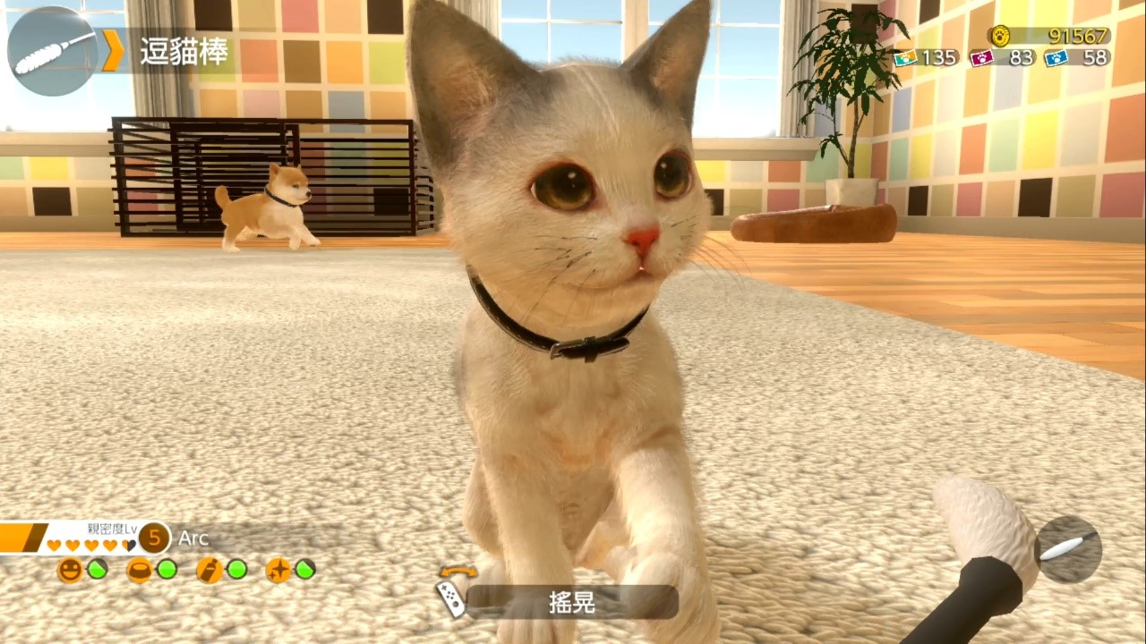 任天堂养宠物的游戏_任天堂养猫游戏_任天堂养宠物游戏