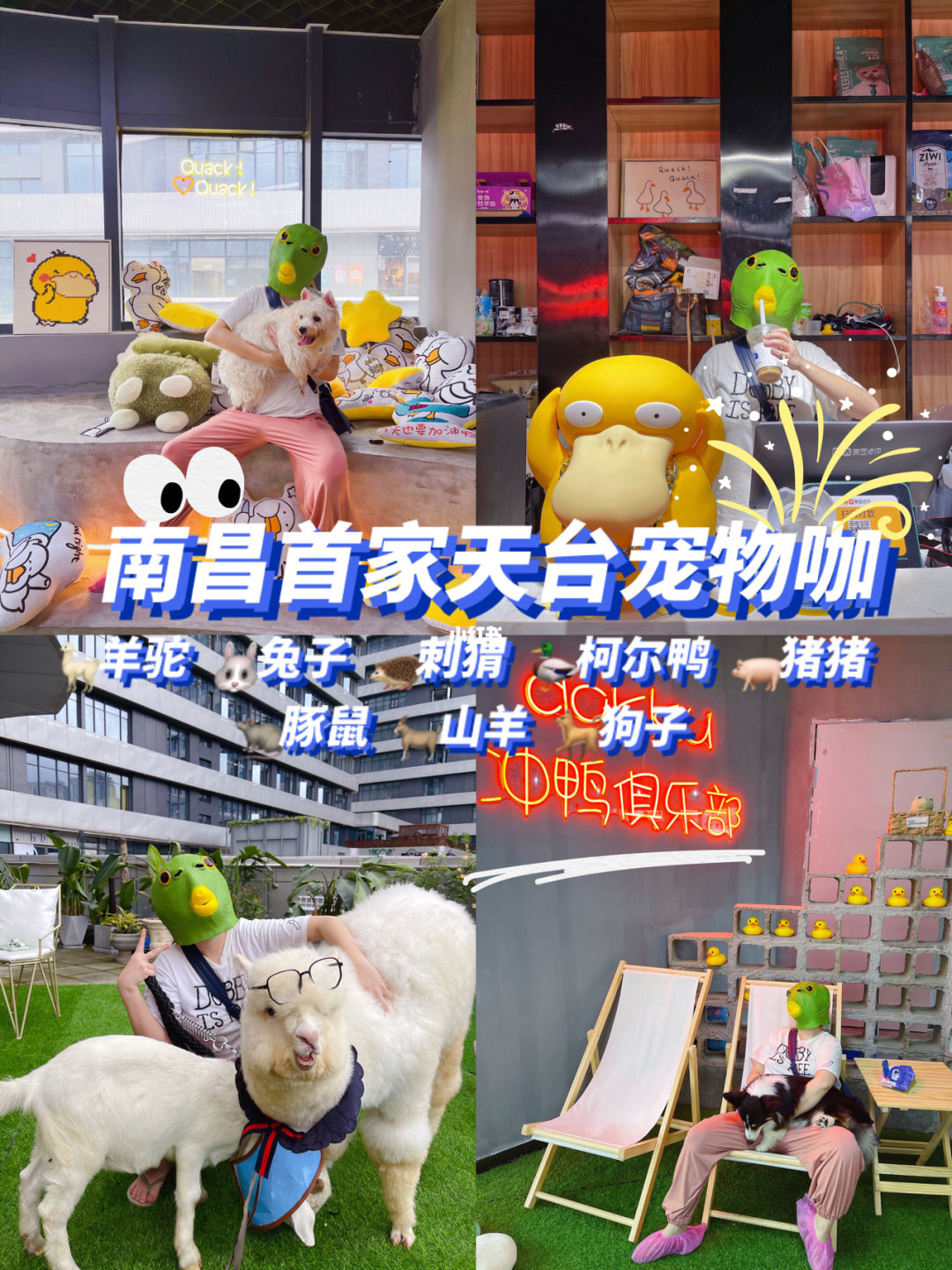 任天堂养宠物的游戏_任天堂养宠物游戏_任天堂养猫游戏