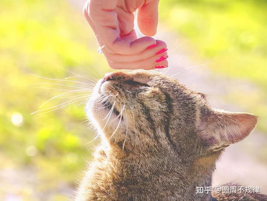 罗西尼猫之二重唱_猫之二重唱男生是谁_猫之二重唱