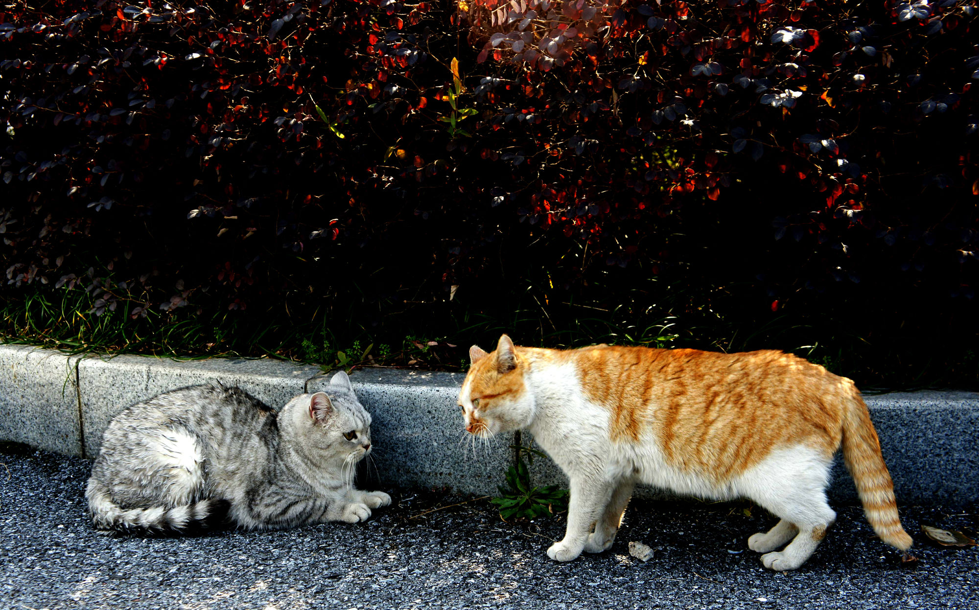 猫之二重唱男生是谁_罗西尼猫之二重唱_猫之二重唱