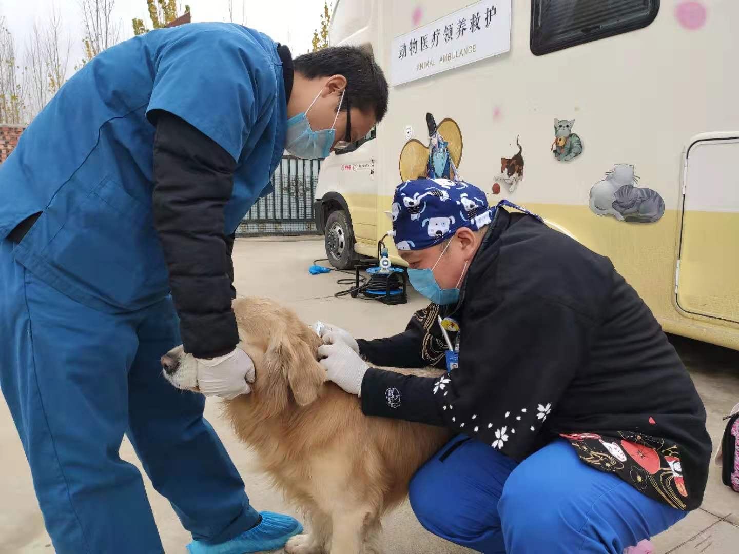 猫回家是好是坏_猫咪回老家会跑丢吗_小猫咪回家地址