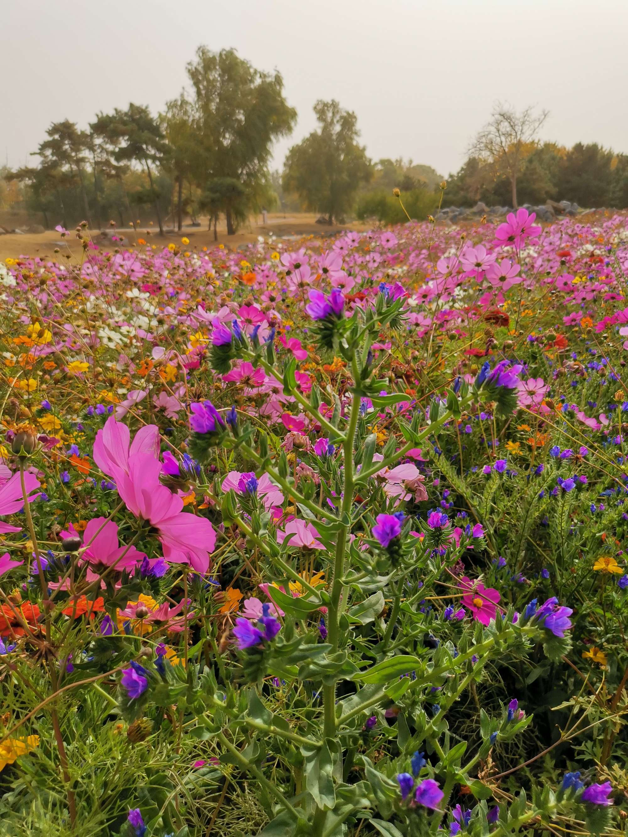 直播花卉的术语_花直播_直播花絮