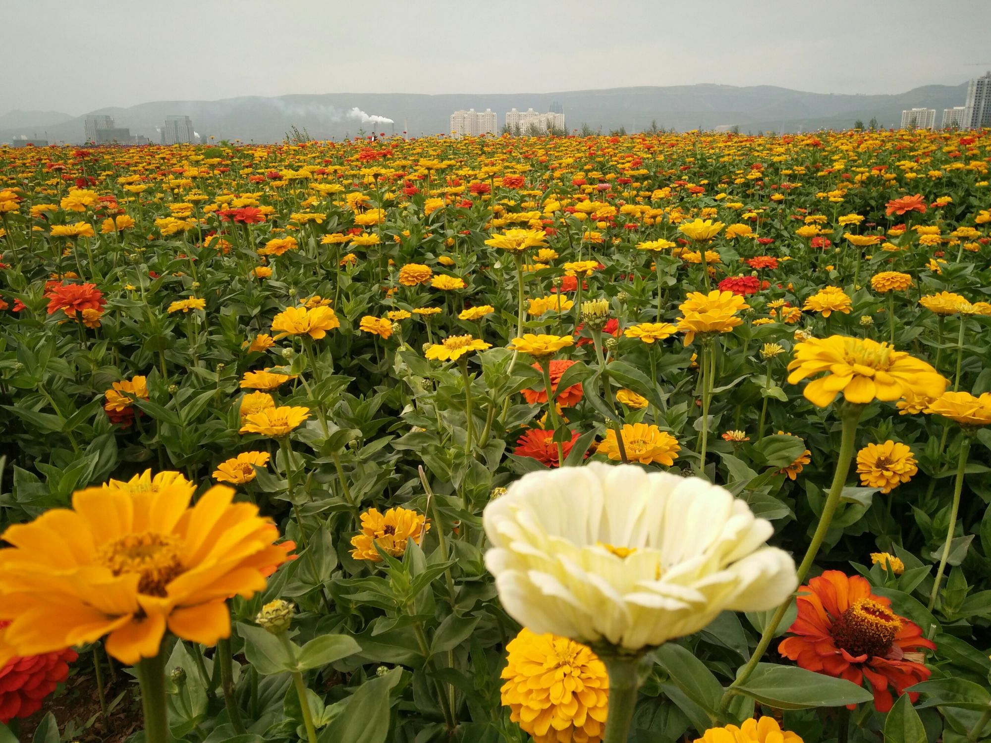 直播花卉的术语_花直播_直播花絮