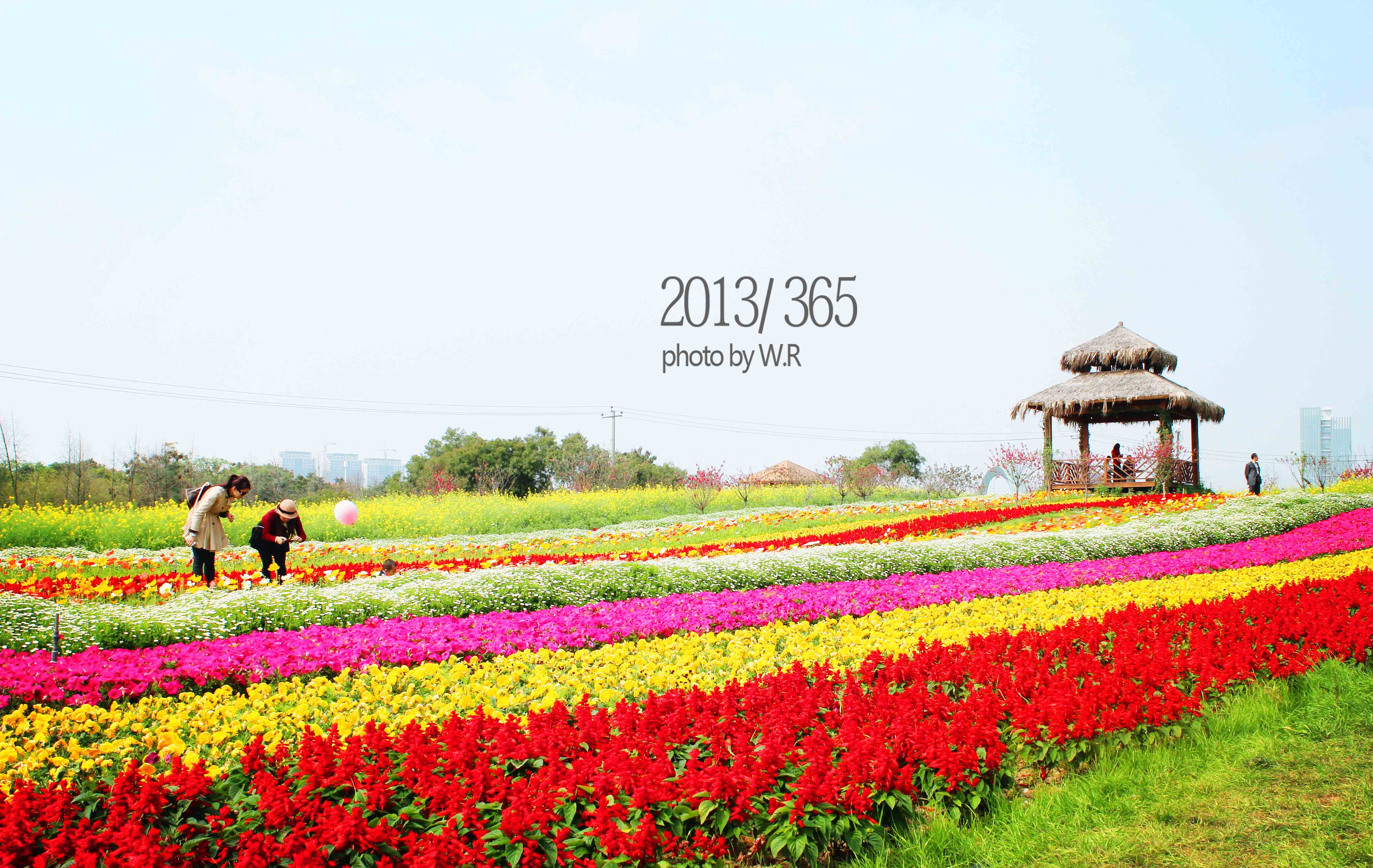 花直播_直播花絮_直播花卉的术语