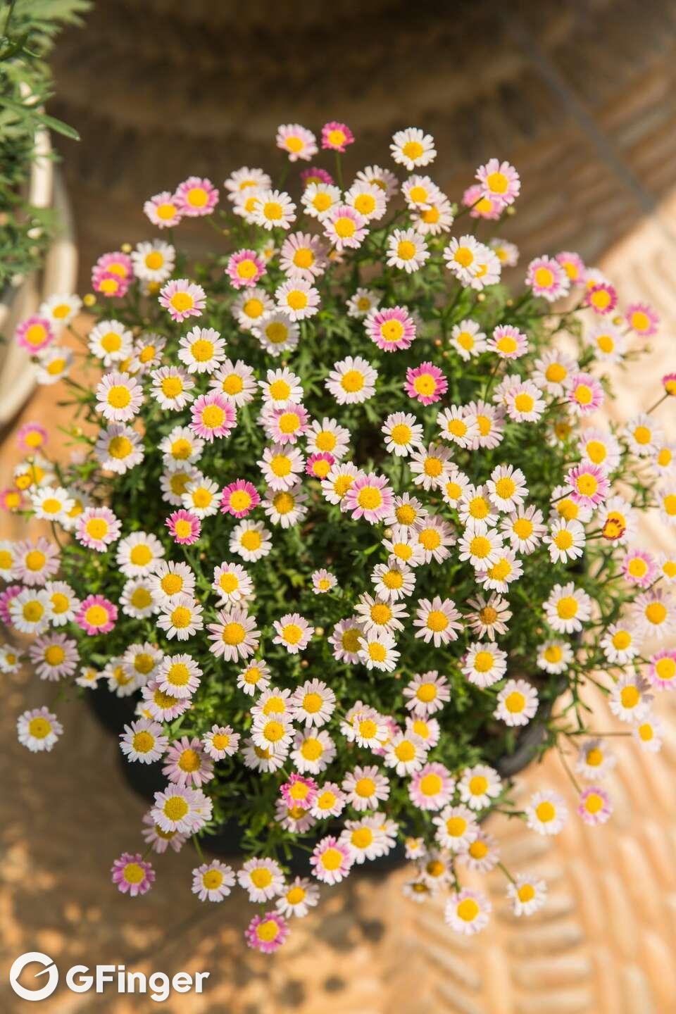 蜜糖世界_蜜糖世界微信小游戏_蜜糖世界微信小游戏攻略