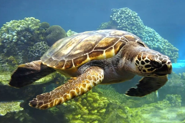 海龟编辑器教程视频_海龟编辑器使用方法_海龟编辑器