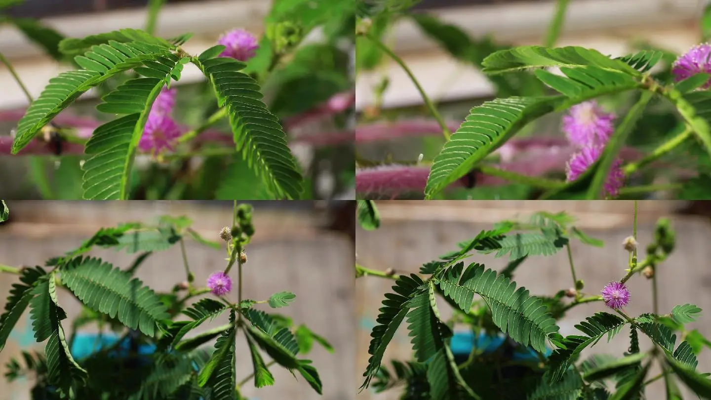 含羞草视频下载_含羞草视频下载_含羞草视频下载
