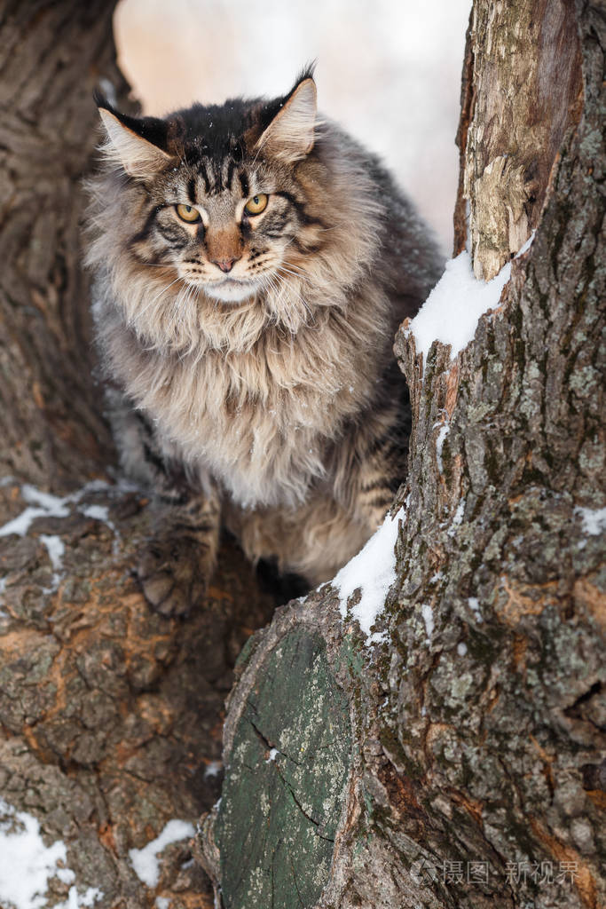 彩猫_猫屋敷彩_猫彩色简笔画