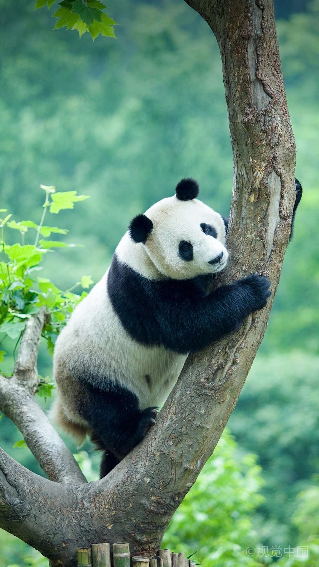 福州海峡熊猫世界_大梦山熊猫世界_我的世界熊猫