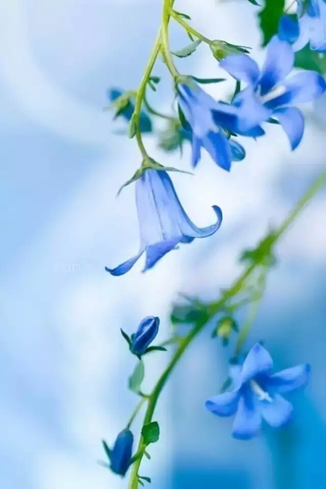 蕾娜瓦罗兰特_蕾娜米利杰_蕾娜