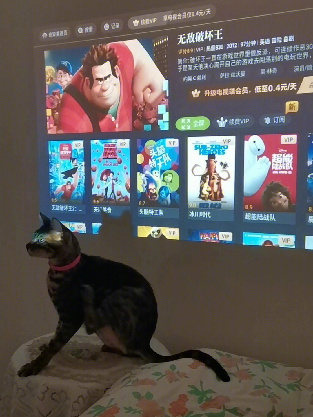 猫咪avmaomiav官方网站_杭州领养猫咪的网站_天津领养猫咪网站