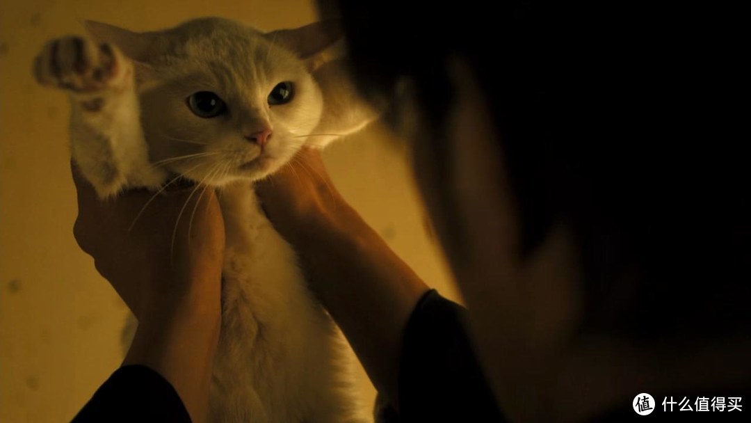 猫咪avmaomiav官方网站_杭州领养猫咪的网站_天津领养猫咪网站