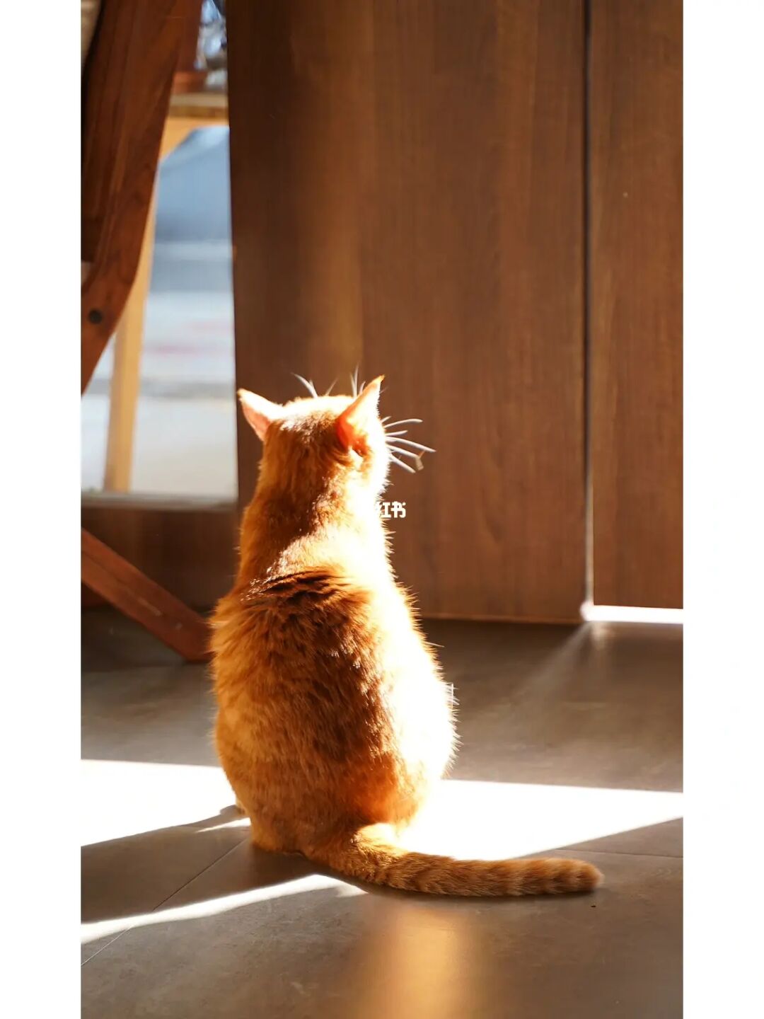 编程猫的课程一年的价格_编程猫下载_猫编程