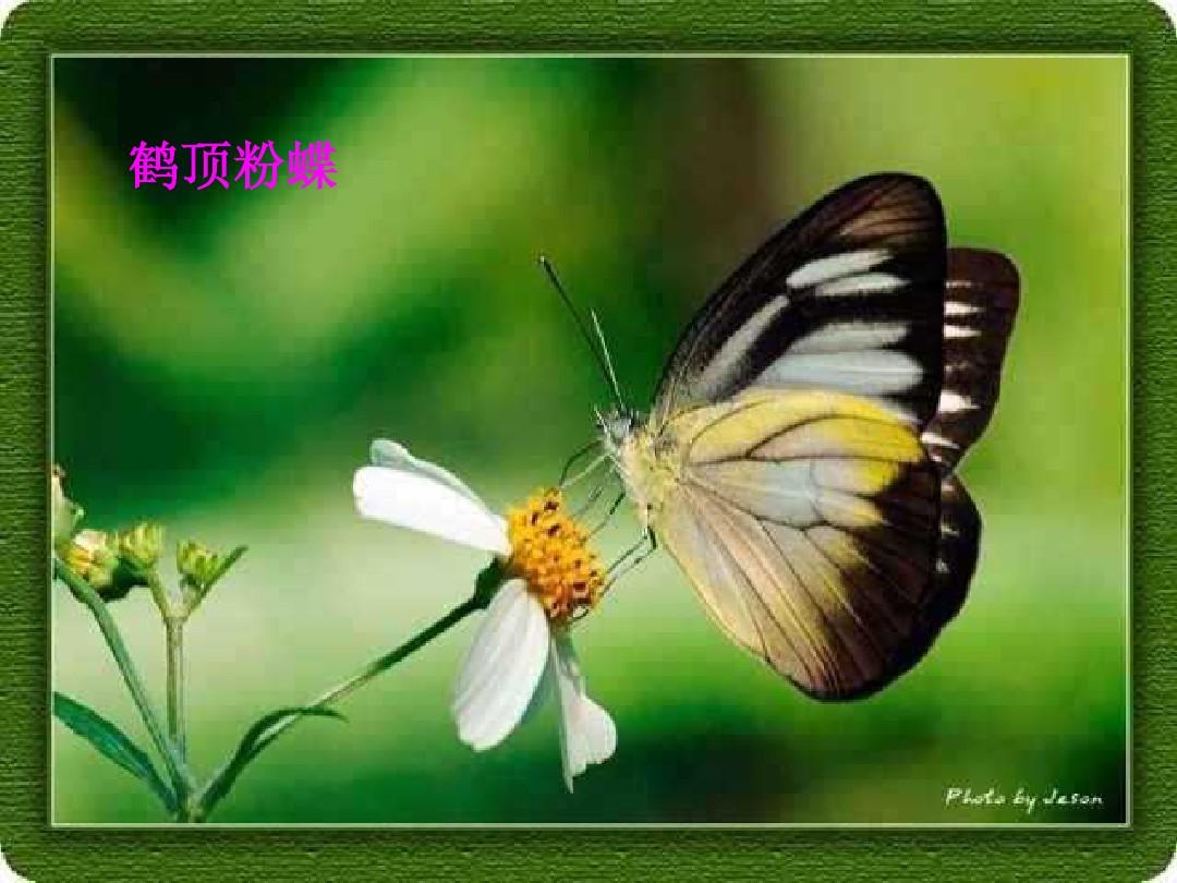 粉蝶app_粉蝶APP下载免费_粉蝶app下载安装正版