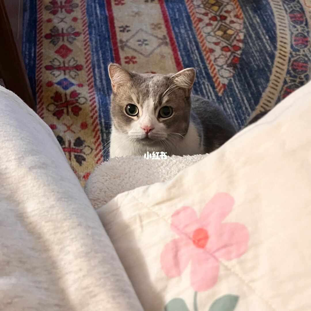 猫咪的最新网站现在多少_猫咪的最新网站是多少_快猫最新网址