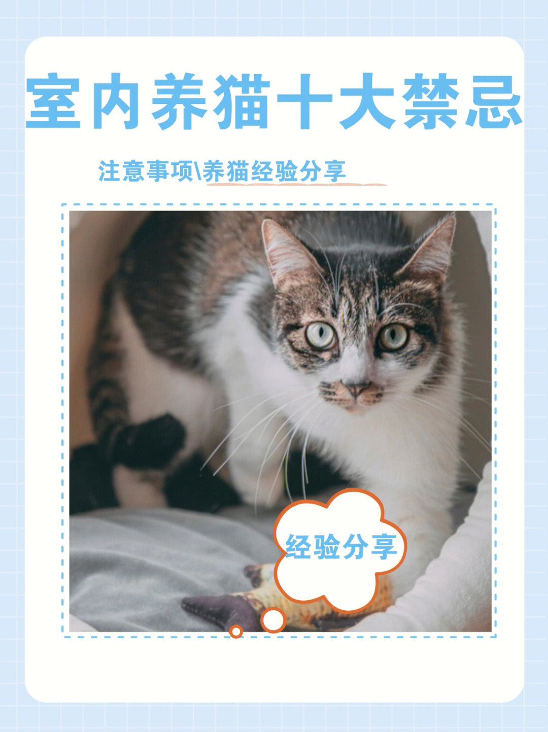 猫咪的最新网站是多少_快猫最新网址_猫咪的最新网站现在多少