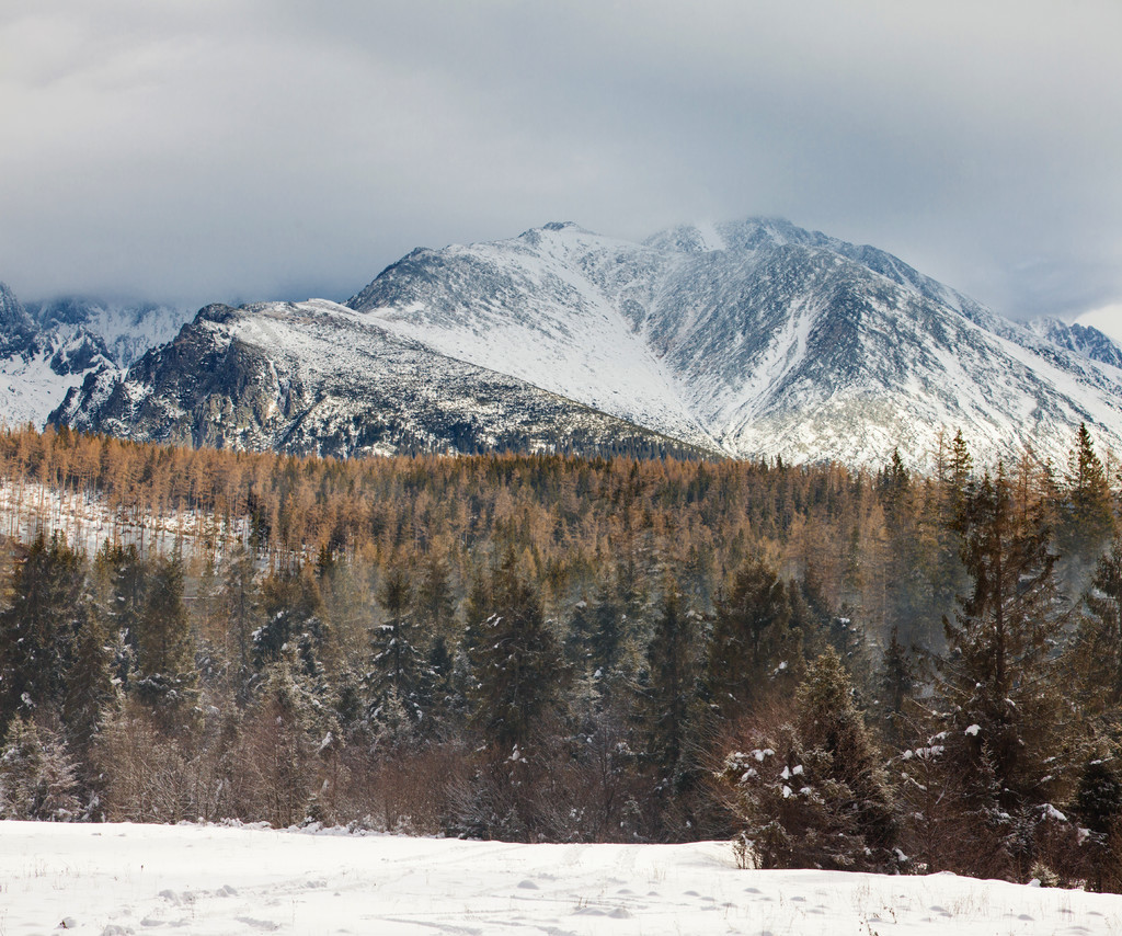 山林风雪声_风雪山林_山林风雪小说