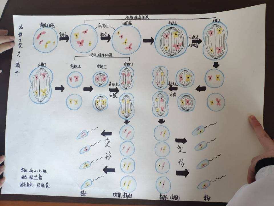 细胞分裂5_细胞多长时间分裂一次_从细胞开始进化的小说