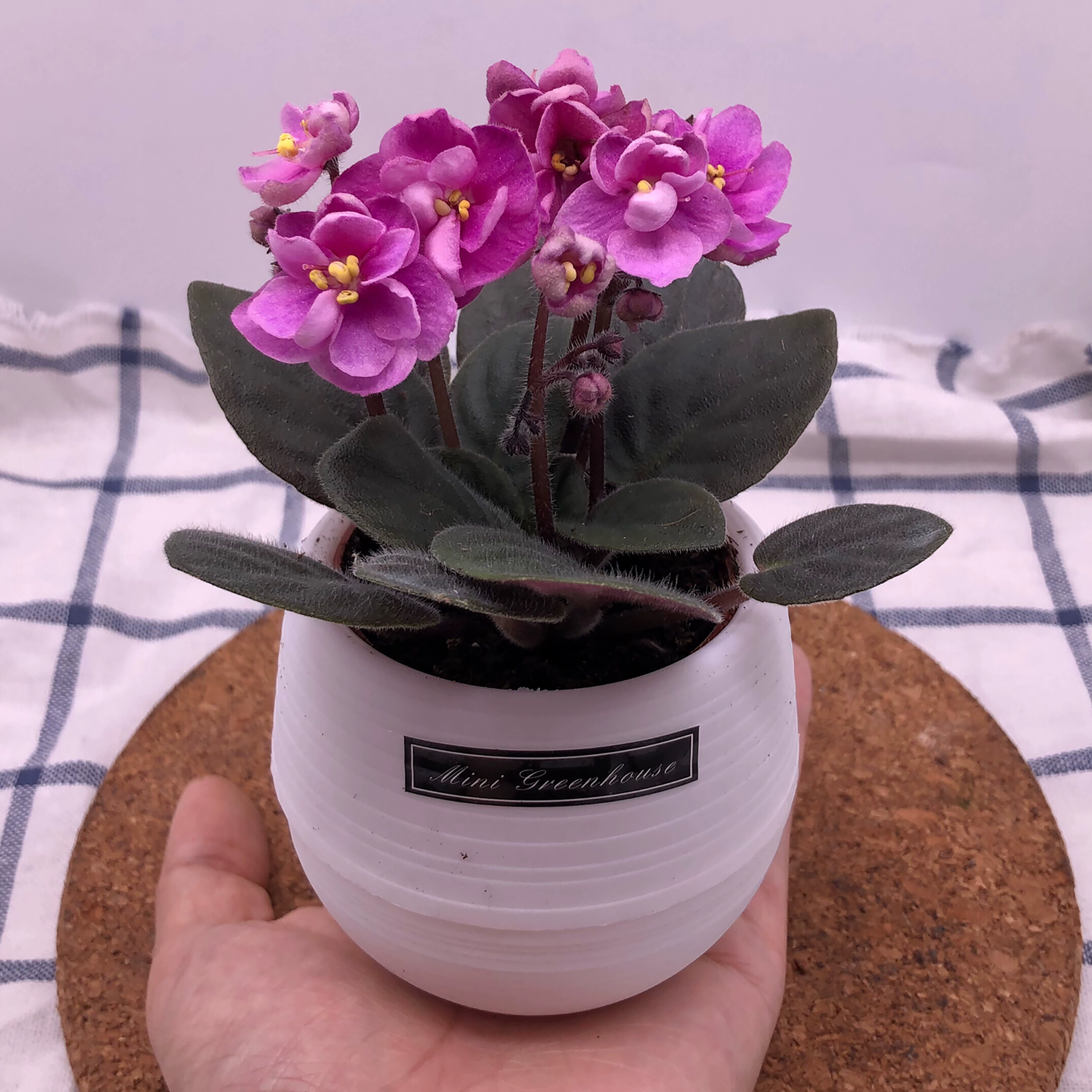 母单花对应_母单花的功效和作用_母单花是什么意思