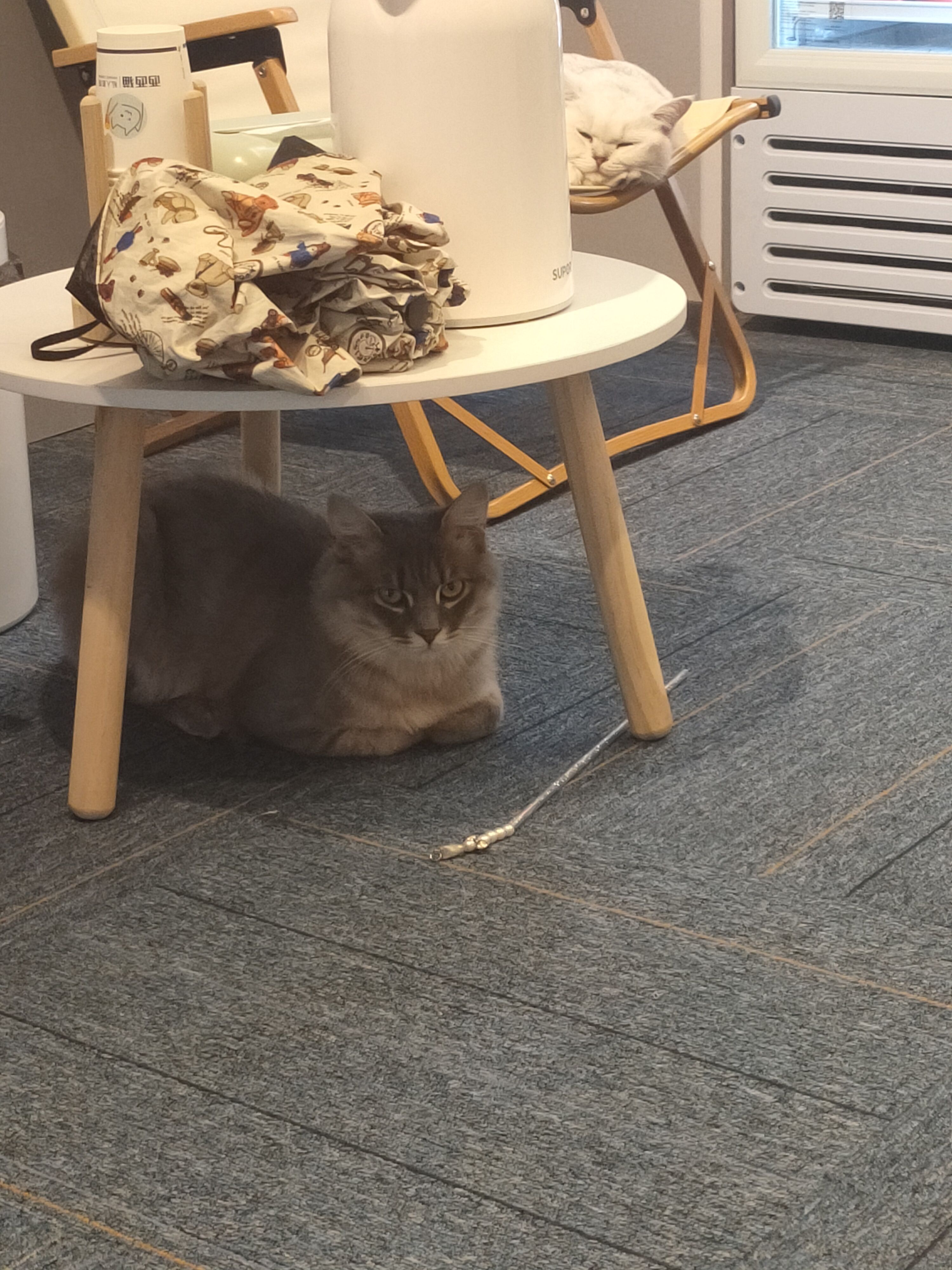 猫咪成人影院_猫咪成人影院_猫咪成人影院
