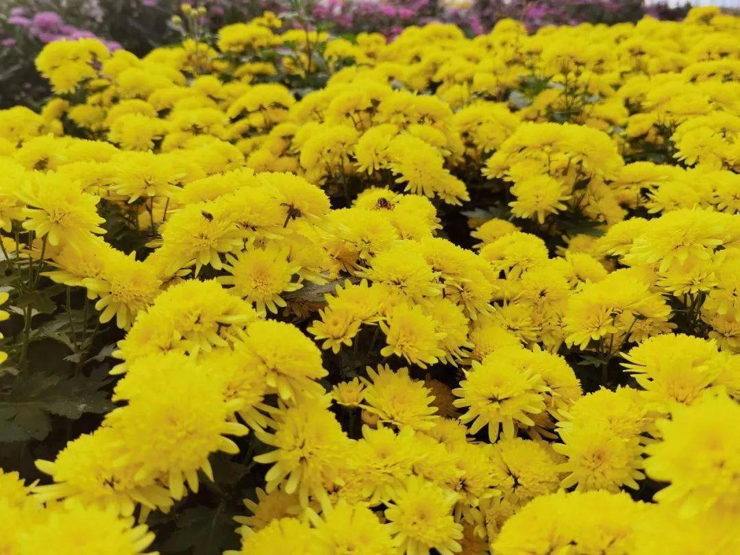 野菊花影院_菊花野菊花_野菊花是哪个电影的插曲