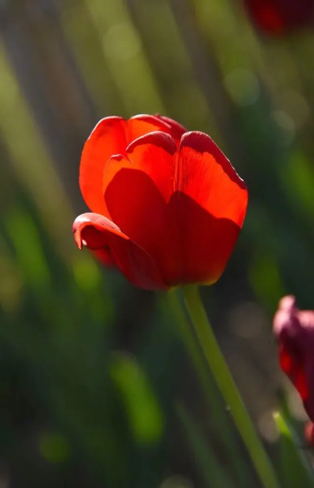 车芸_轩辕剑4外传苍之涛车芸_轩辕剑外传车芸