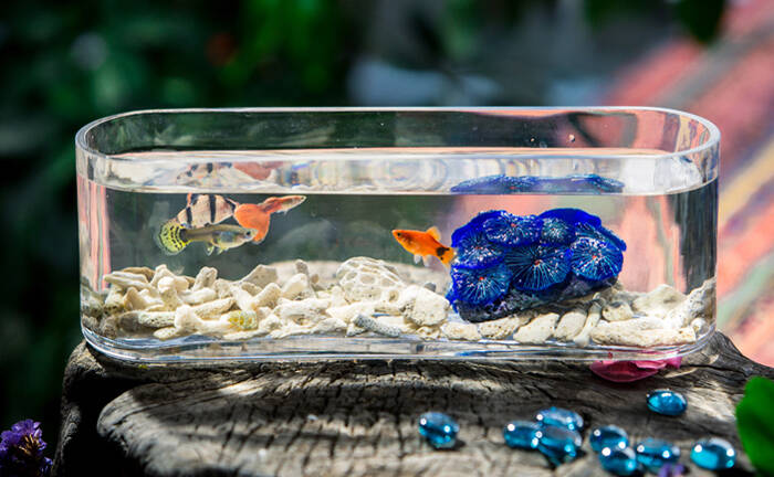 养鱼游戏_水族馆养鱼游戏_java养鱼游戏