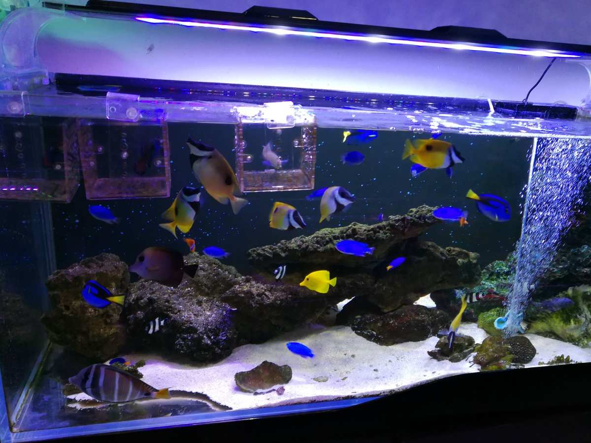 水族馆养鱼游戏_养鱼游戏_java养鱼游戏