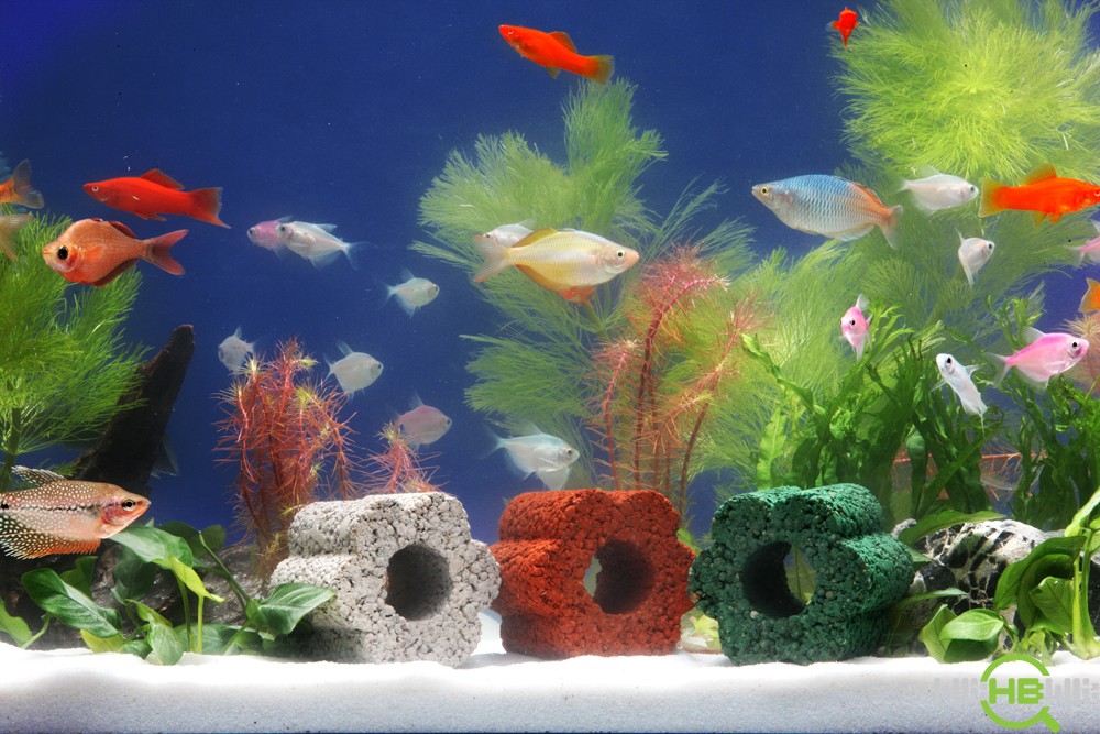 水族馆养鱼游戏_java养鱼游戏_养鱼游戏