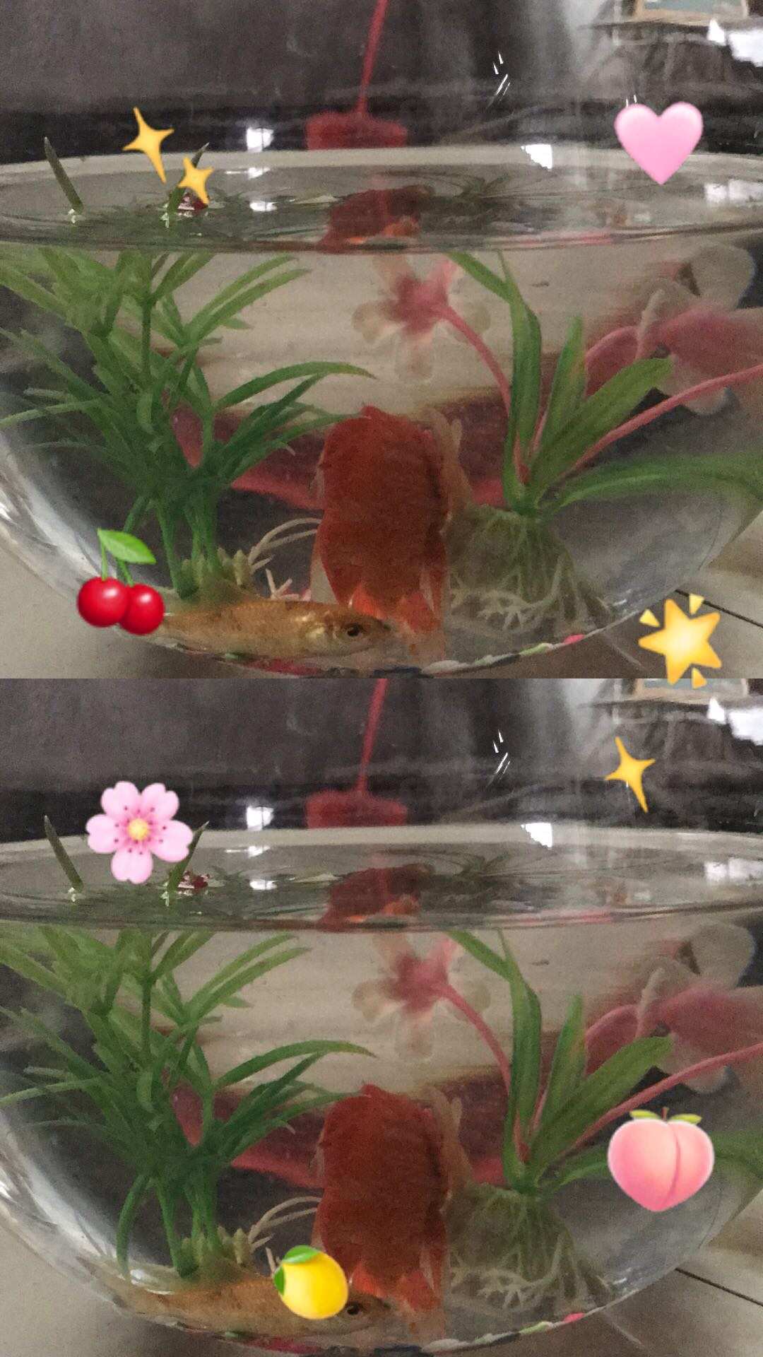 java养鱼游戏_养鱼游戏_水族馆养鱼游戏