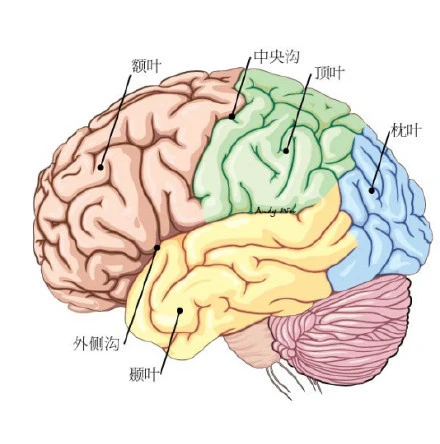 脑袋用英文怎么拼_脑袋的英文_英语脑袋怎么说