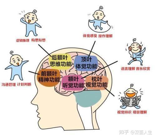 英语脑袋怎么说_脑袋用英文怎么拼_脑袋的英文