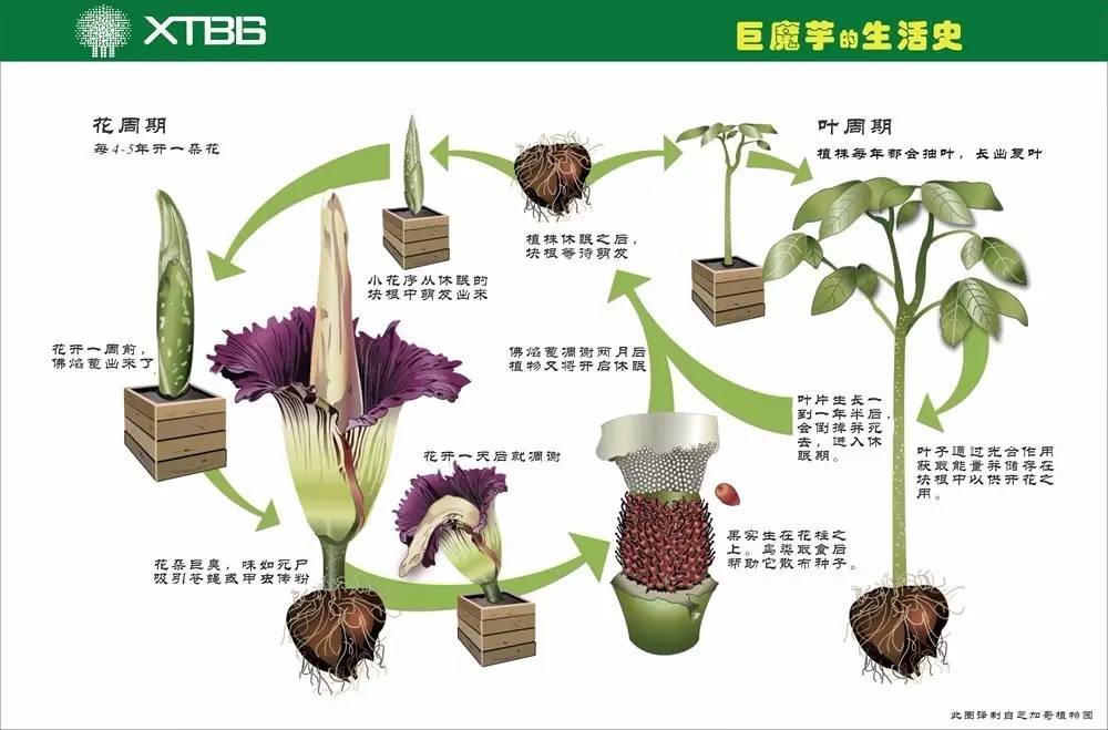 泰坦魔芋_幻塔泰坦魔芋_泰坦魔芋花朵图片