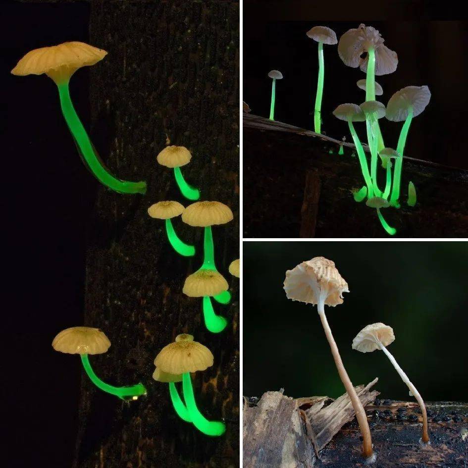 发光蘑菇发光的原因_蘑菇发光了还能吃吗_发光蘑菇