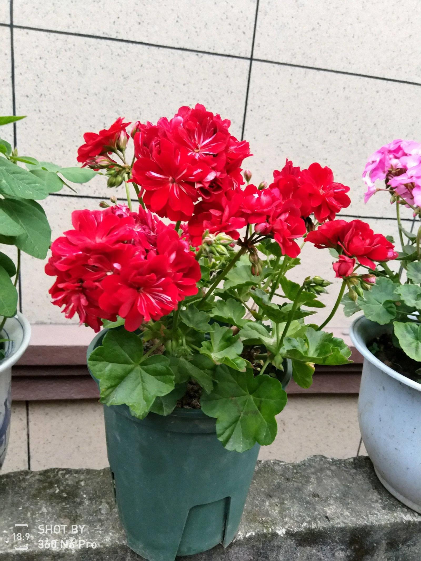 花种_勿忘我花怎么种_鞭炮花怎么种