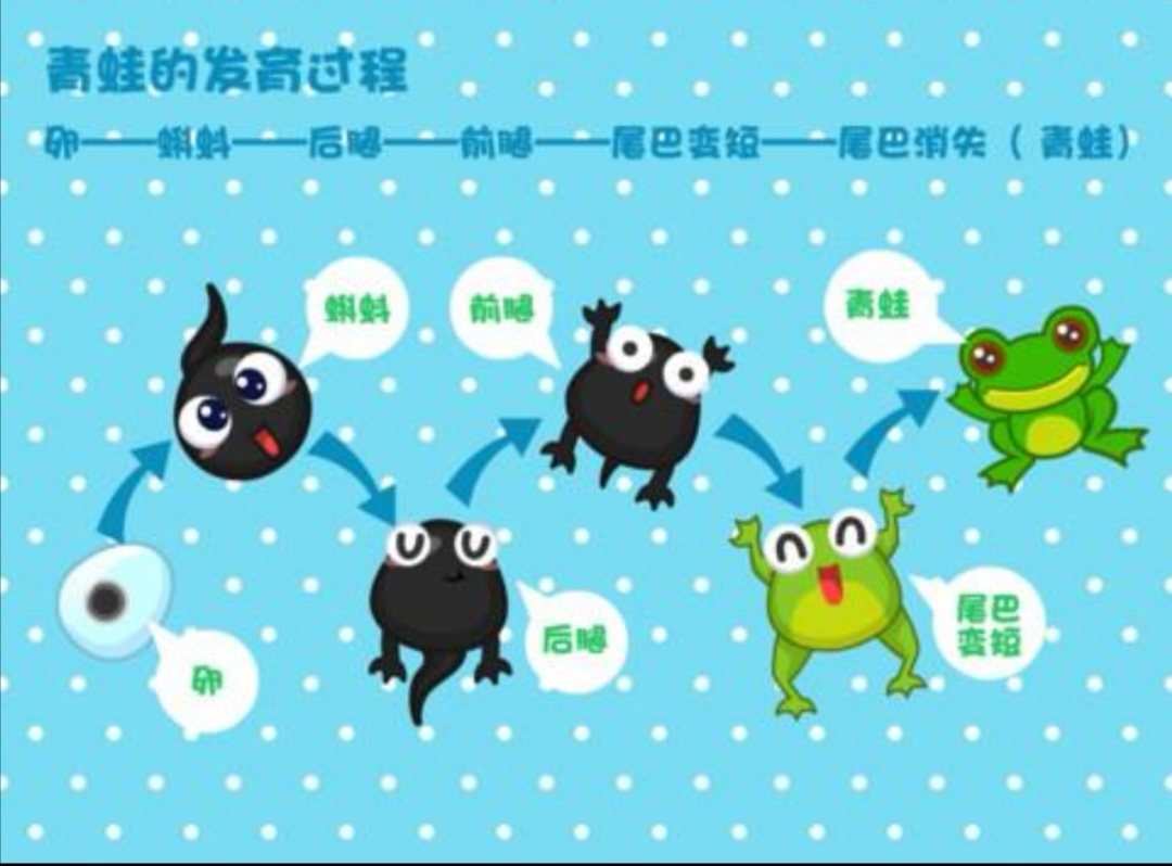 圆蝌蚪_圆蝌蚪值得培养吗_圆蝌蚪进化
