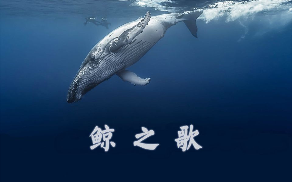 精灵海滩_精灵海岸养生庄园项目_海精灵