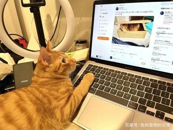 猫咪养成手机游戏有哪些_猫咪养成的游戏_猫咪养成游戏手机