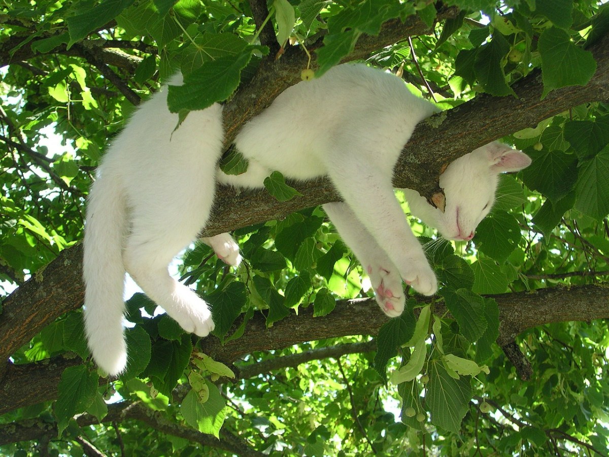 猫咪养成游戏手机_猫咪养成的游戏_猫咪养成手机游戏有哪些