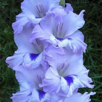 壁纸剑仙_剑壁纸武器_花与剑游戏手机壁纸