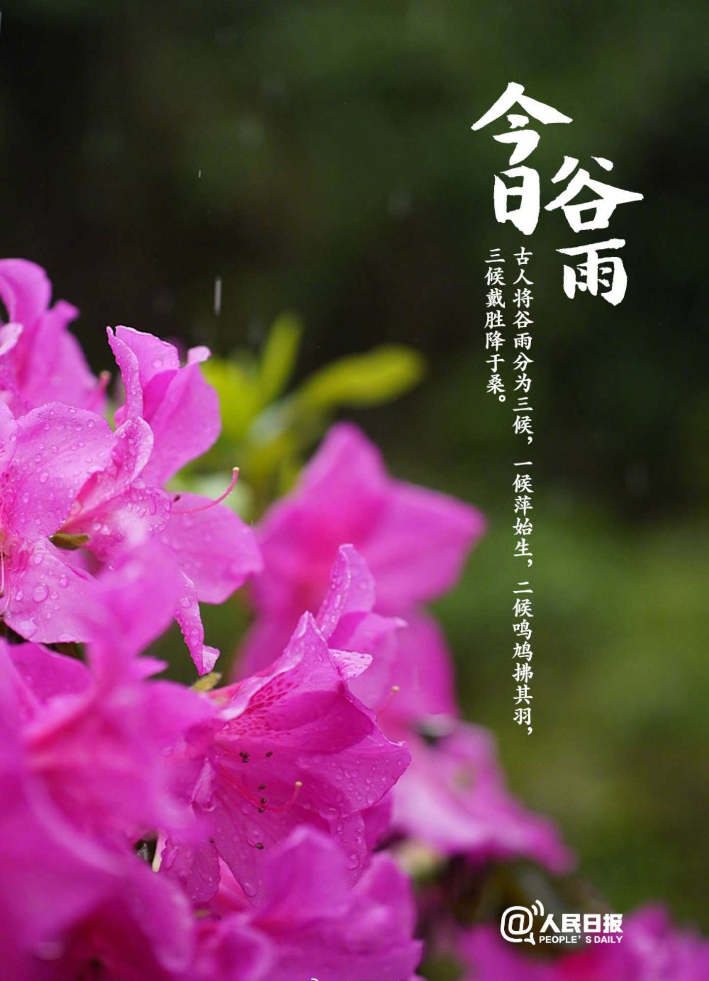 谷雨知时节下一句_谷雨时节识谷雨_谷雨知时节