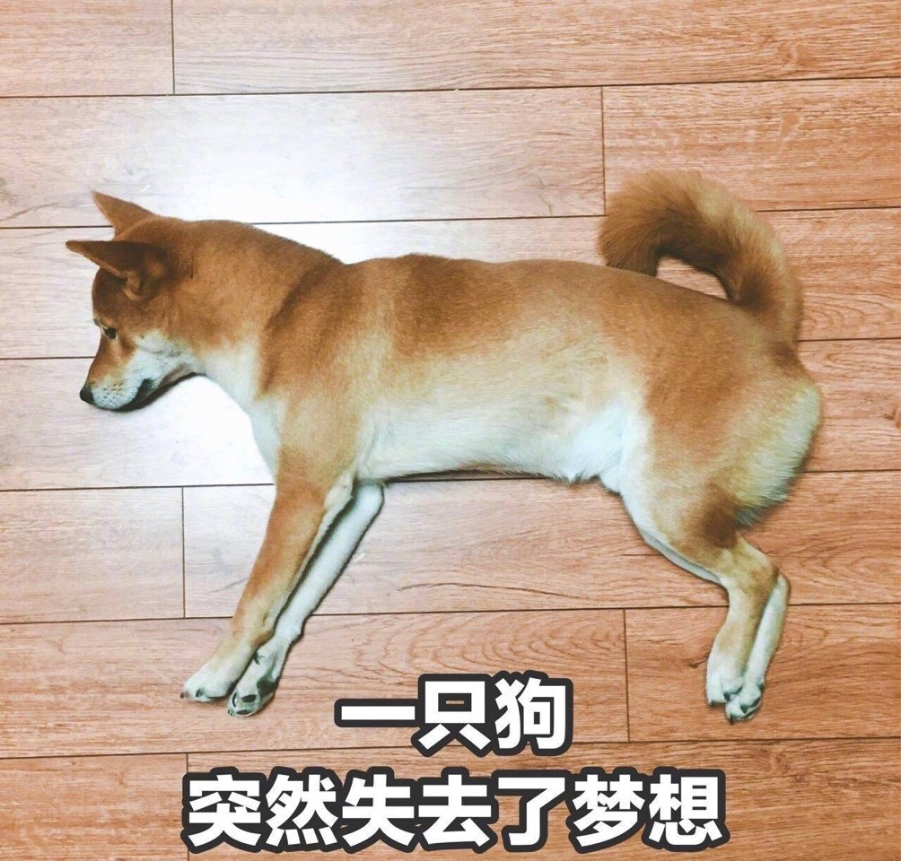101真狗_101只忠狗二_101只忠狗国语版