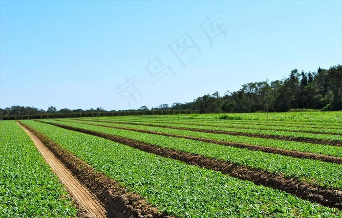 开荒种菜的手机游戏下载_种菜的手机小游戏_最新种菜游戏