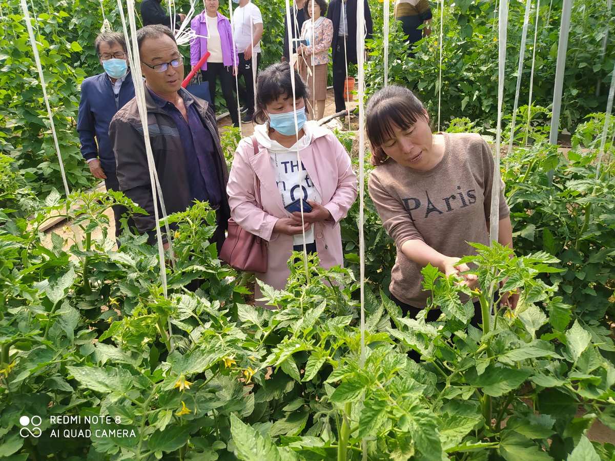 最新种菜游戏_开荒种菜的手机游戏下载_种菜的手机小游戏
