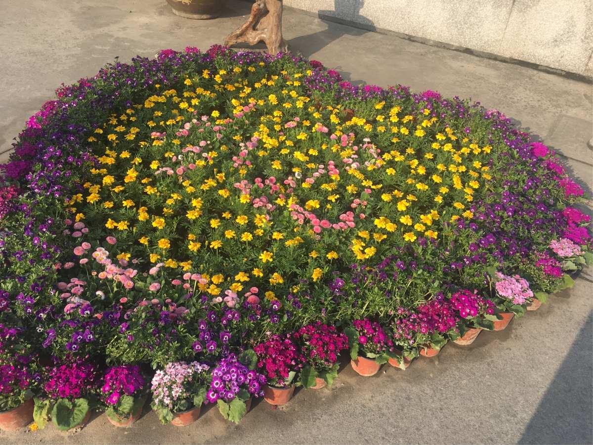 见毋忘我花赏析_若见花_月见花花语