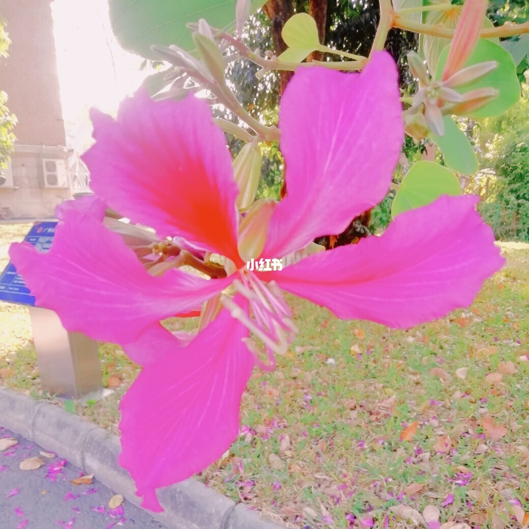 若见花_见毋忘我花赏析_月见花花语