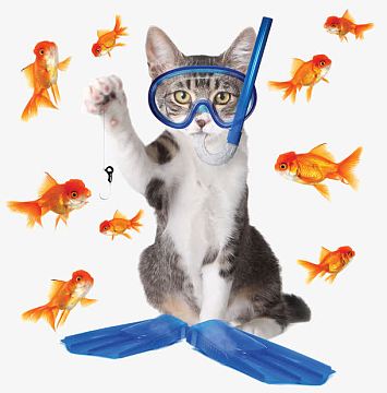 猫咪玩手机游戏可以看电视吗_猫咪可以玩的手机游戏_猫咪玩手机游戏可以玩什么
