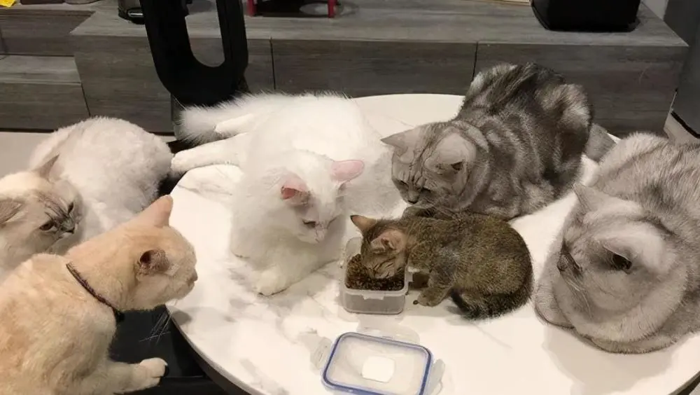 猫咪手机游戏吃饭_猫咪玩吃的_小猫吃饭的游戏